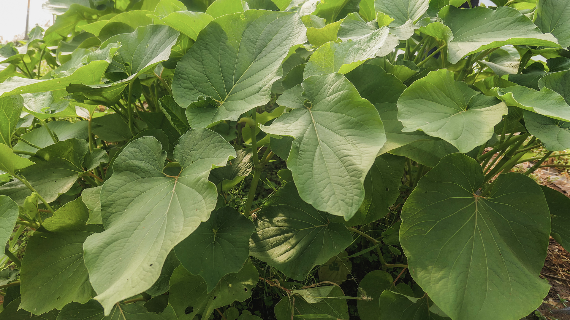 Milpa Product 2